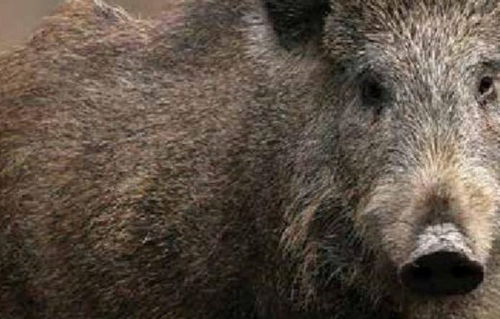 Are Wild Pigs Safe to Eat?