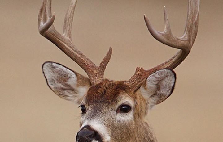 Balancing Deer Nutrition