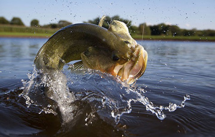 Four Tips to Establish a Healthy Pond