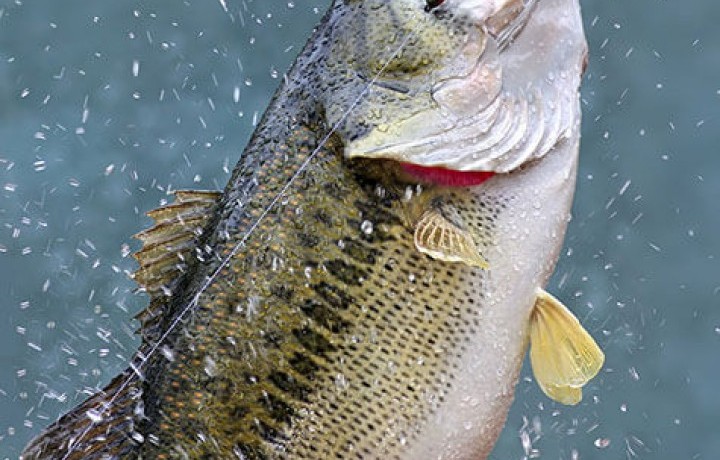 Pond Stocking Considerations