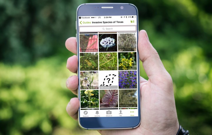 Identifying and Documents Species with iNaturalist: a great tool for private land stewards