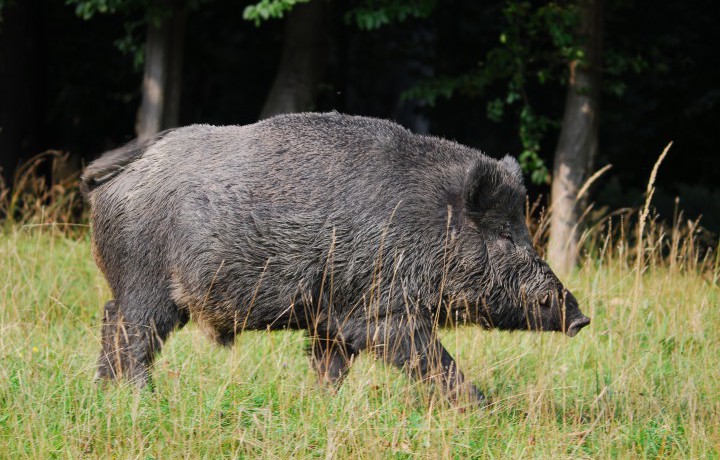 Managing Feral Hogs on Your Property: Where do I start