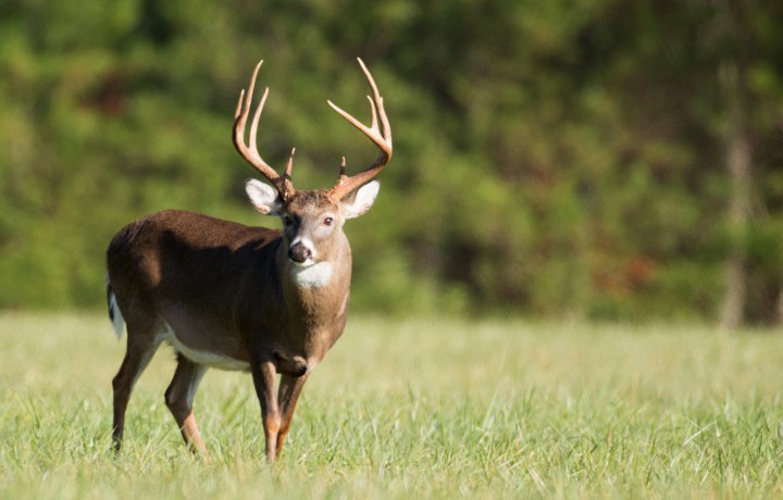 Food Plots for White-tailed Deer