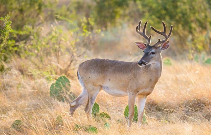 How to Age Bucks on the Hoof
