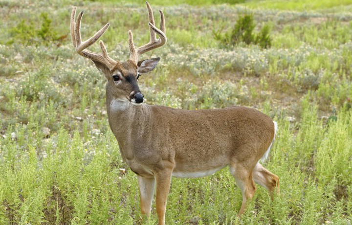 Body Condition Score for Deer