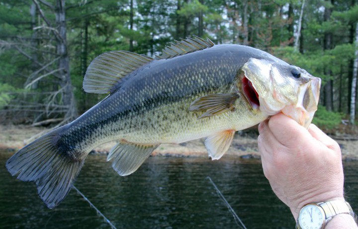 Stocking New Ponds With Fish Is A Process