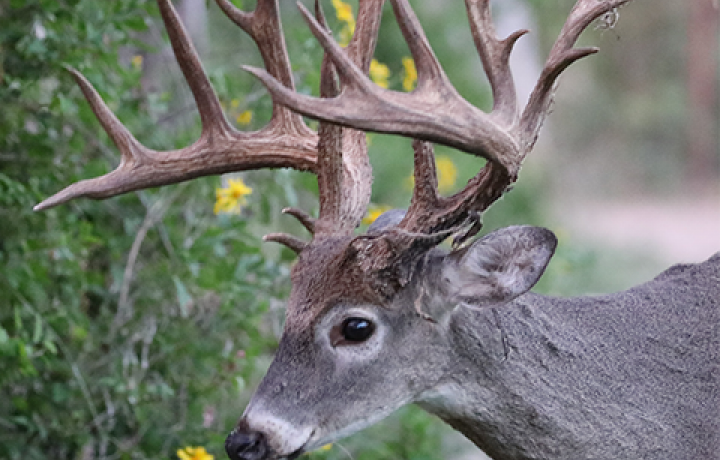 Feeding Deer in the Fall and Winter is Beneficial for Bucks, Does and Fawns