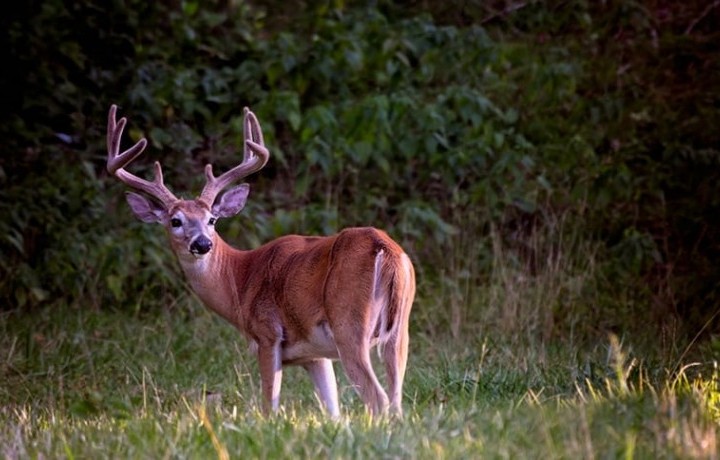 HOW TO GET AN EARLY START ON DEER SEASON