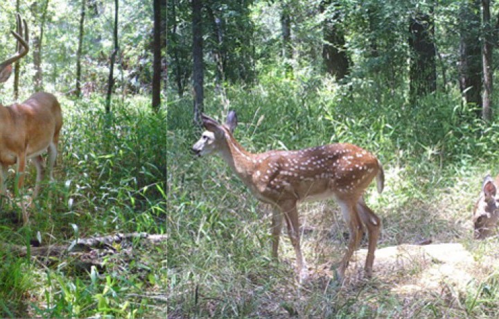 Deer of Texas